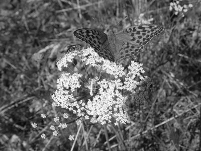 Ein Schmetterling sitzt auf einer Blüte. Das Bild hat nur Grautöne. Die weiße Blüte ist gut erkennbar, der Schmetterling hebt sich kaum von der restlichen Umgebung ab.