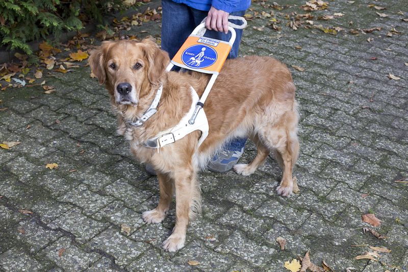 Foto: Ein Blindenführhund im Führgeschirr. Er hat rotbraunes, halblanges Fell und blickt in Richtung der Kamera. Die Hand einer Person hält den bügelförmigen Handgriff des Führgeschirrs.