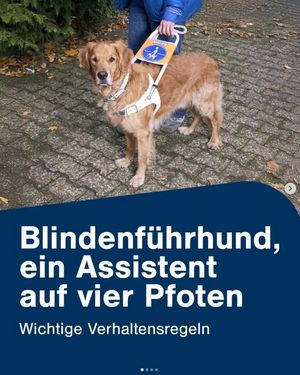 Das Startbild des Posts ist zweigeteilt. Es zeigt in der oberen Hälfte einen Blindenführhund im Geschirr, der von einer Person am Führgriff gehalten wird. Die untere Bildhälfte ist mit einem dunkelblauen Hintergrund hinterlegt. Darauf steht in weißer Schrift: „Blindenführhund, ein Assistent auf vier Pfoten“. Und darunter, etwas kleiner: „Wichtige Verhaltensregeln“.